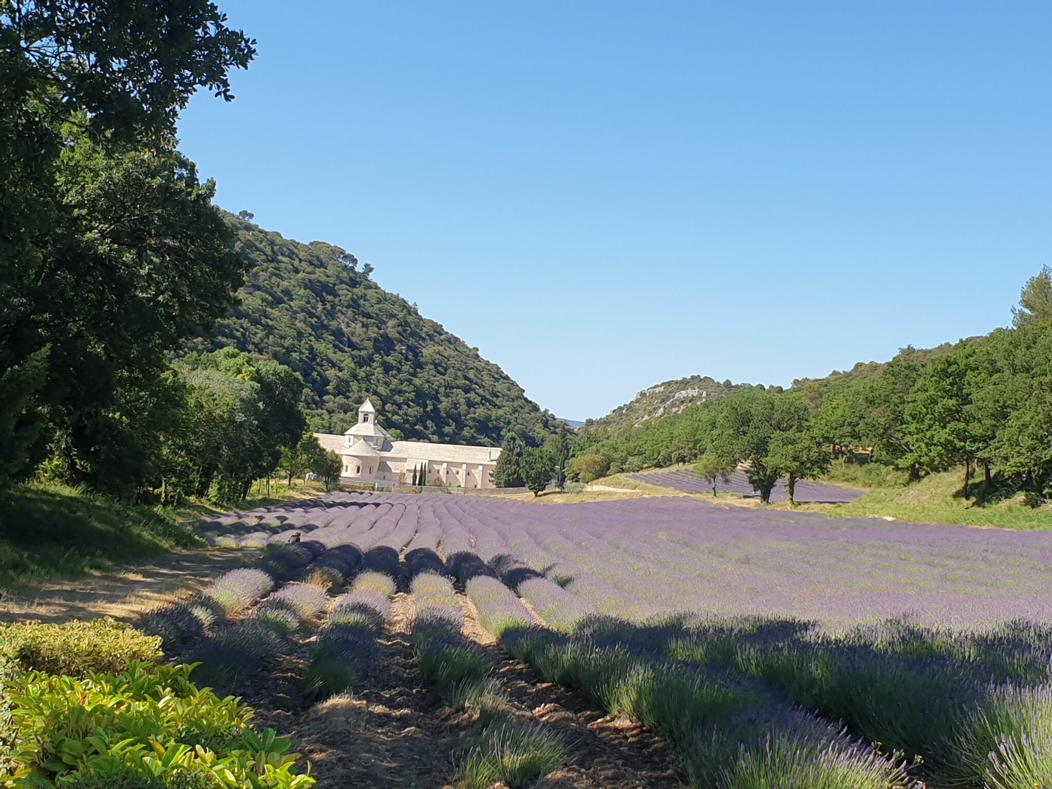 Abbaye de Sénanque